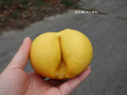 とびしまレモン加工用 15kg - 画像 (4)