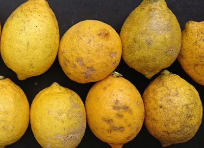 とびしまレモン加工用 15kg - 画像 (2)
