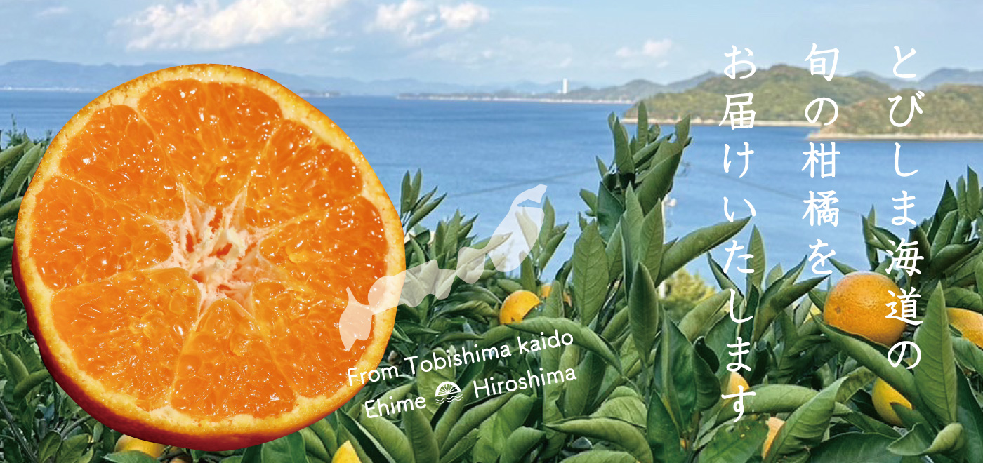 旬な柑橘