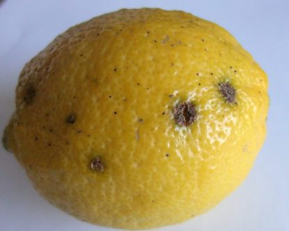 とびしまレモン加工用 15kg - 画像 (3)