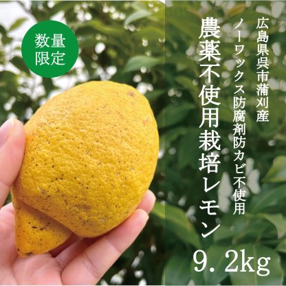 【入荷】農薬不使用栽培とびしまレモン10kg箱
