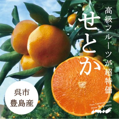 【高級みかん】せとか(傷あり) 10kg箱
