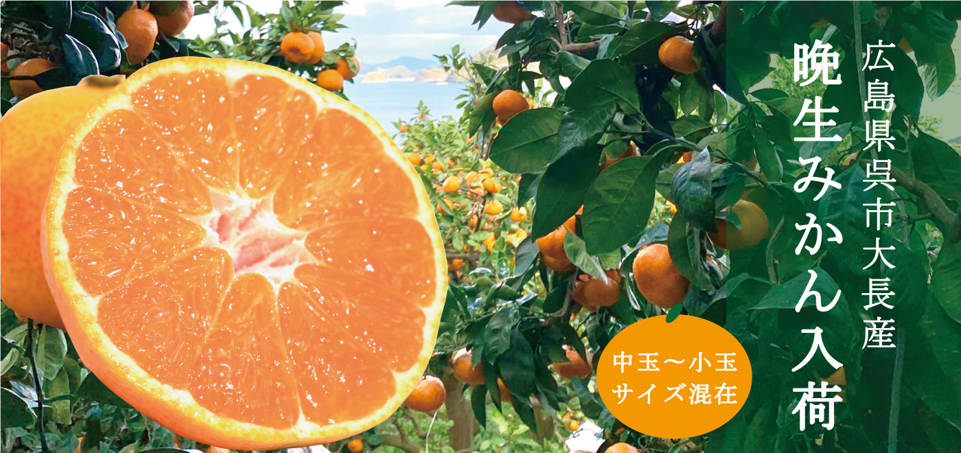 【期間限定】無選別みかん 5kg箱 (とびしま海道産) - 画像 (6)