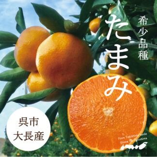 【希少品種】たまみ(傷あり品)10kg箱