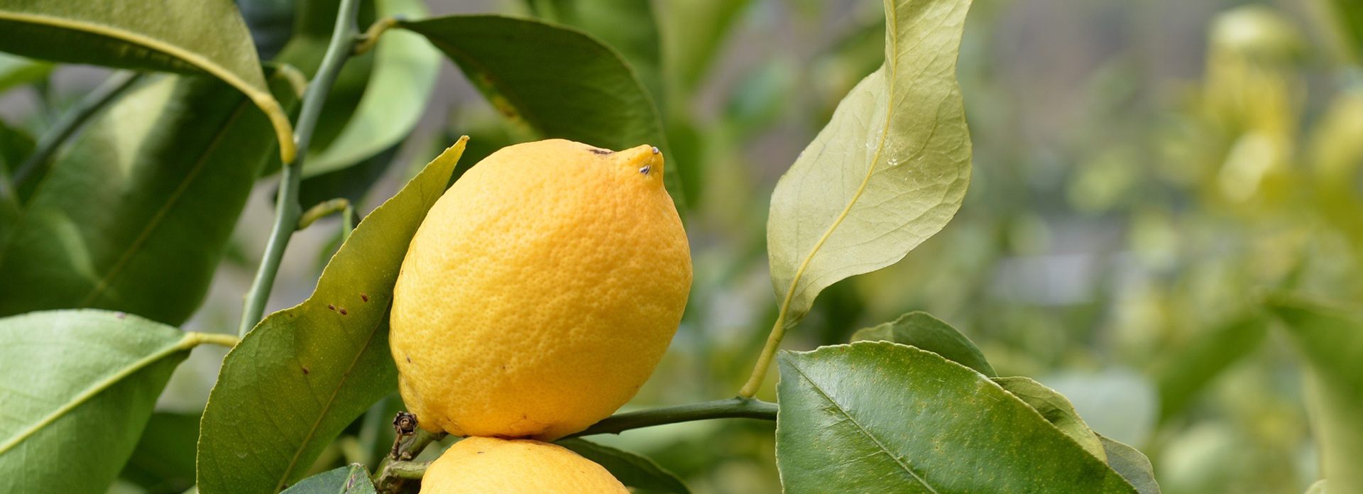 活動内容 黄金の島再生プロジェクト