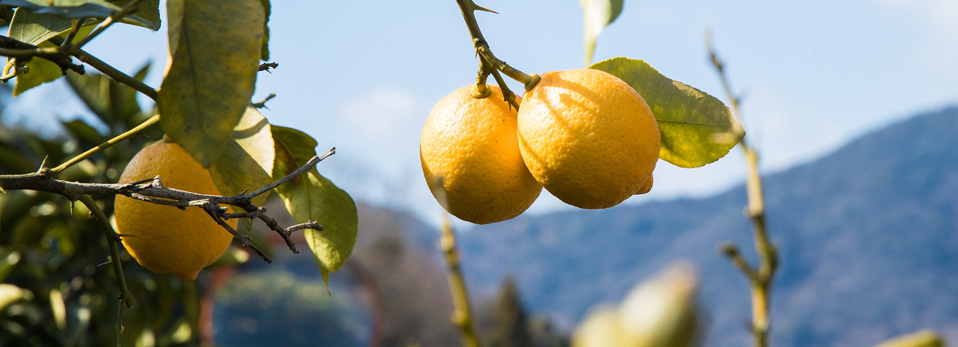 活動内容 黄金の島再生プロジェクト