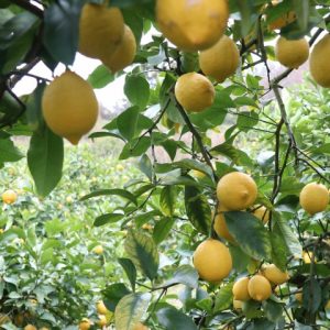 発酵料理教室 米種花(コメシュカ) 発酵料理教室 米種花(コメシュカ)