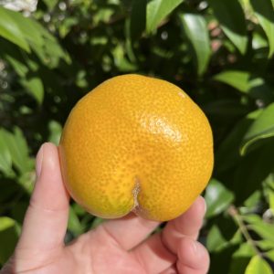 またもや柑橘の名産地呉市とびしま海道で新種が発見されました